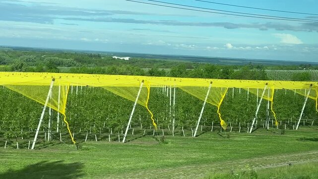 Bright yellow sun protection nets covering Moldovan vineyards along countryside road during summer travel