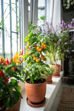 Homegrown of cherry yellow tomato, red hot pepper chili, Thai basil in clay pot growing at home, closeup. Urban gardening and farming. Dwarf potted tomatoes plant in house