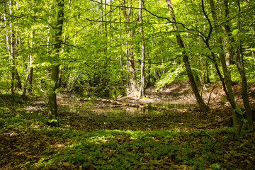 bagno las Bażantarnia  © Patryk