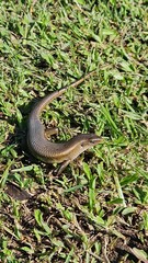 Obraz premium Close-up of a brown skink lizard resting in bright green grass in Ubud, Bali