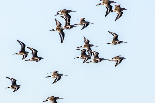 Flock of Black-tailed Godwits in Flight