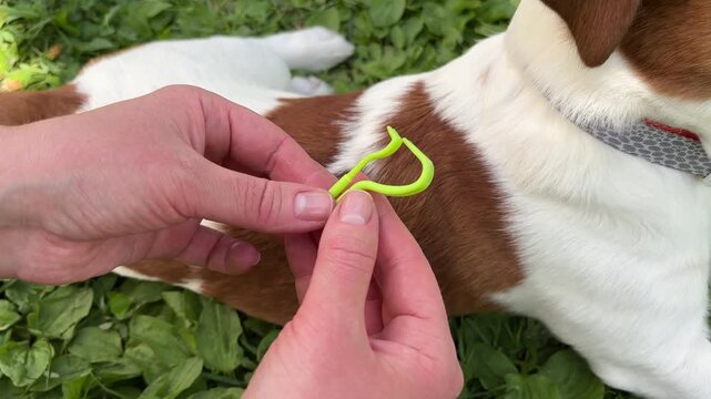 Close up of specialized tick removal tool. Pet care concept focused on parasite prevention, outdoor safety and responsible dog ownership