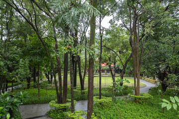 Fototapeta premium Trees and Greenery