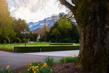 Obraz premium European park grass and trees, spring greenery 