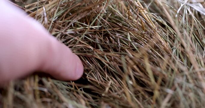 Hay of a natural shade in a pile, this hay from dried cereals has a dense texture and is stored in a dry place inside a farmer's hangar.