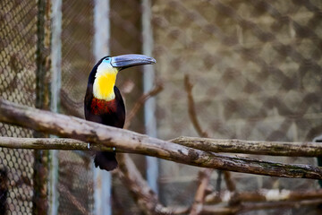 Obraz premium A striking toucan rests gracefully on a branch in a wildlife sanctuary. Its vibrant colors are illuminated by the sun, showcasing natures beauty in a serene setting