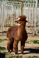 Naklejka premium A fluffy brown alpaca confidently stands in a sunlit farmyard, its thick coat shimmering softly. The surrounding rustic fences and lush green grass add charm to the scene