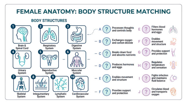 Female Anatomy Body Structure Matching Educational Diagram