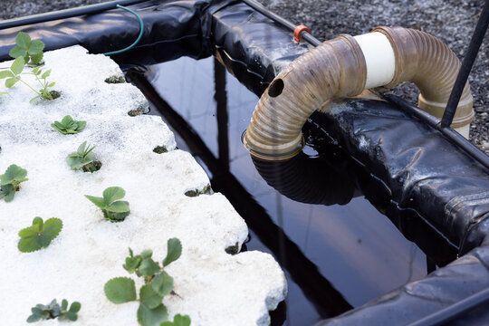 White planting raft holding green seedlings sitting on gravel by lined tank, hose entering