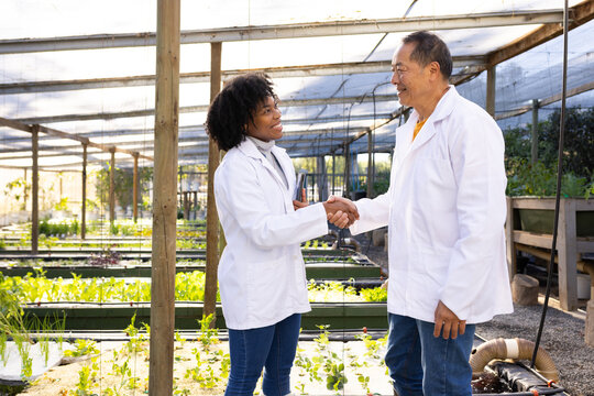 Diverse coworkers in lab coats shaking hands and discussing seedlings in greenhouse with tablet