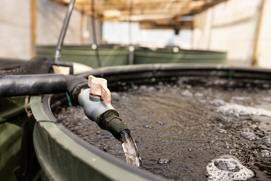 Ball valve and hose are pouring clear water into green tank in production shed, forming bubbles