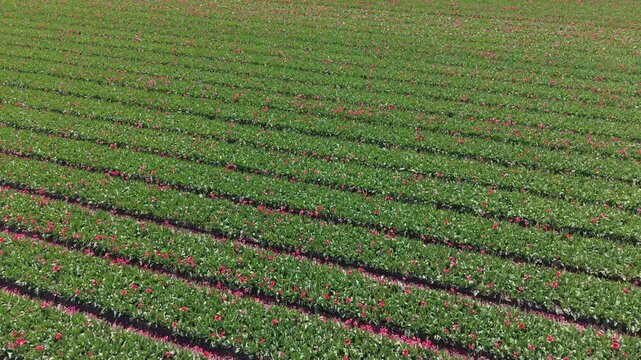 Aerial drone view over green agricultural fields featuring straight rows scattered with delicate pink flower blossoms, creating a repeating textured pattern across the rural landscape.