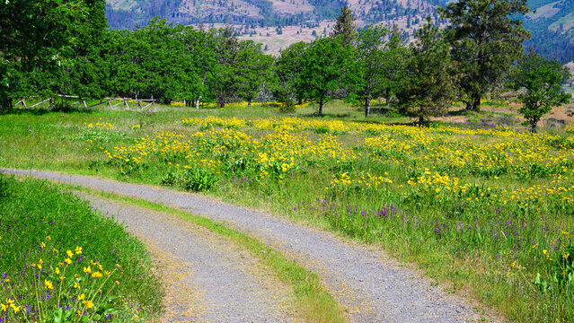 Wild balsamroot wildflowers blooming in meadow with curved gravel road in springtime