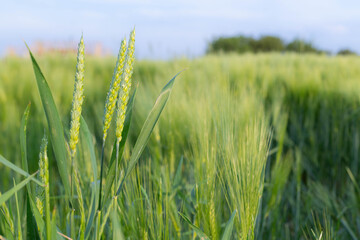 Obraz premium Low-angle view of young green wheat heads and blades in a sunlit agricultural field, with soft-focus rows of grain and distant trees under a pale blue sky