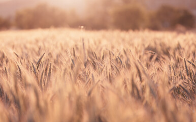 Obraz premium Golden Wheat Field in Warm Sunset Glow