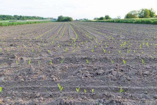 Low-angle view across a recently planted agricultural field with neat rows of young green corn seedlings breaking through dark, tilled soil. The scene shows