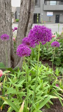 Dolly in shot of vibrant purple allium giganteum