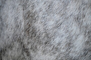 Detailed close-up shot of a thick silver and charcoal gray wool texture, perfect for minimalist winter fashion concepts, cozy home interior design, and abstract organic patterns. © Drachenfutter