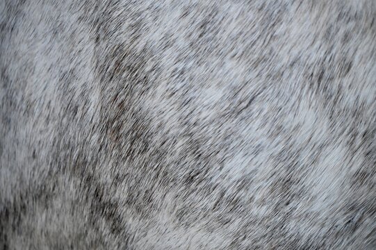 Detailed close-up shot of a thick silver and charcoal gray wool texture, perfect for minimalist winter fashion concepts, cozy home interior design, and abstract organic patterns.