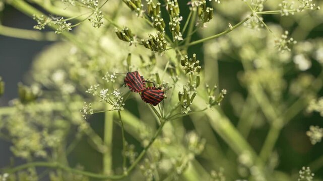Close up of striped shield bugs Graphosoma italicum mating on umbellifer plants. Bright red and black insects, reproduction, biodiversity, wildlife behavior and ecology concept. 
