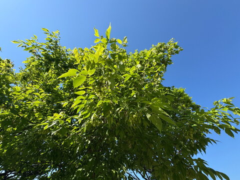 Close-up of a boxelder maple (Acer negundo) tree canopy with vibrant green leaves and samara fruits under a clear blue sky. Ash-leaved maple foliage asset for natural summer backgrounds.