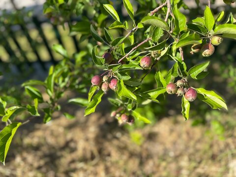 Wild apple tree (Malus sylvestris) with small red berries and clusters of lush green leaves. Close up of young crabapple small green and red raw fruits. A charming ornamental fruit tree in parks.