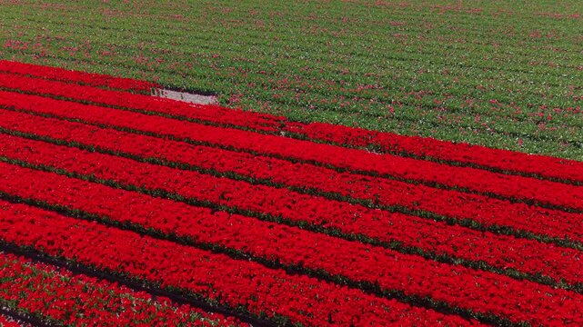 An aerial drone view capturing a striking diagonal contrast between vibrant red tulip fields in neat parallel rows and adjacent green rows scattered with delicate pink blossoms.
