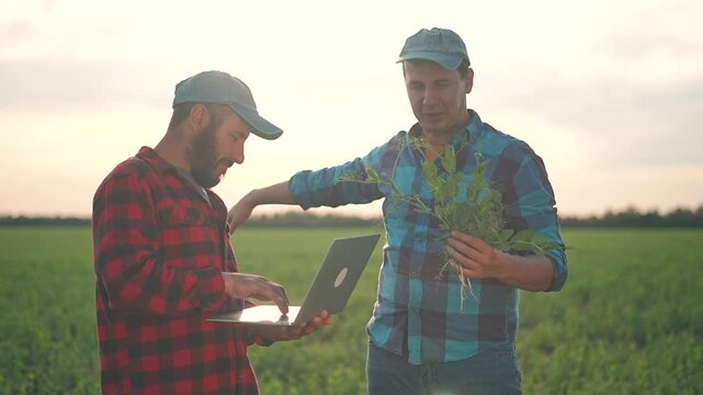 Farmers standing in field using laptop. Agriculture inspection focuses on plants. Farmers rely on technology to check data. Discussion improves field control. Plants benefit from careful checking.