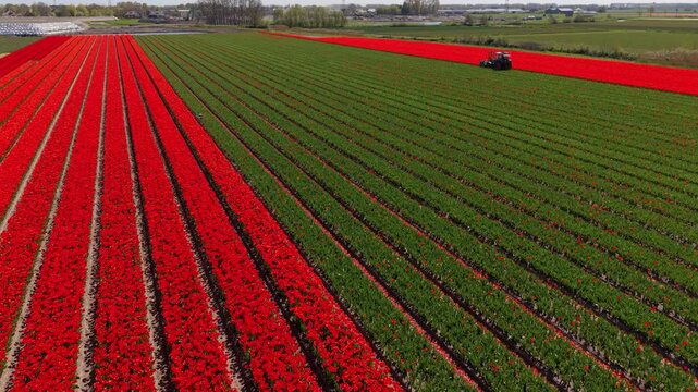 An aerial drone view of a green field with red tulip rows left behind by a topping machine tractor harvesting the flower heads in the Netherlands.