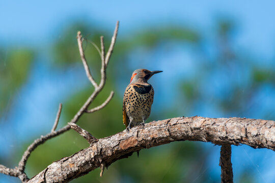 Close up view of a northern flicker perched on a branch
