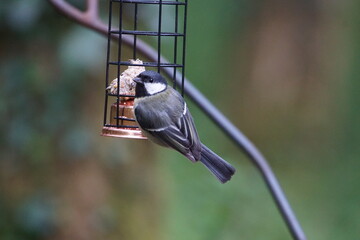 Coal Tit (Periparus ater) Feeding on a Suet Cage at Kirroughtree Forest, Dumfries and Galloway, Scotland, UK © Duncan