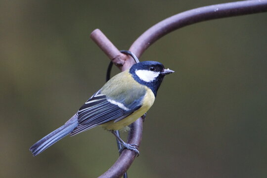 Great Tit (Parus major) Perched on a Metal Feeder Pole at Kirroughtree Forest, Dumfries and Galloway, Scotland, UK