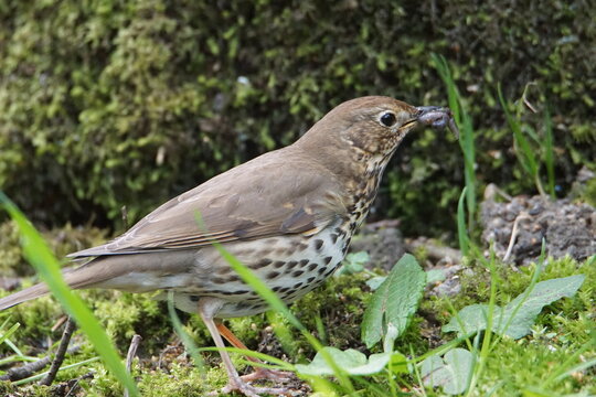 A song thrush (Turdus philomelos) foraging on the mossy woodland floor at Kirroughtree Forest, Dumfries and Galloway, Scotland. The bird is shown in profile holding a slug, 