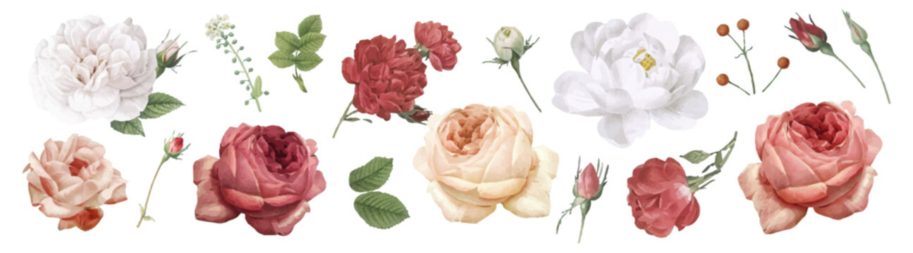Vector illustration of various blooming roses and leaves in soft colors.