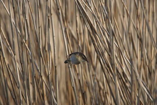 Sedge warbler on a reed stem at Wigtown wetlands in Dumfries and Galloway, Scotland