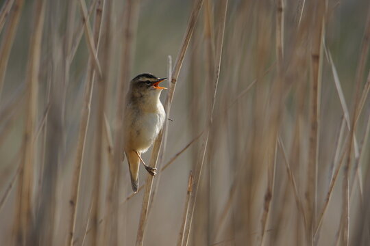 Sedge warbler singing from a reed stem at Wigtown wetlands in Dumfries and Galloway, Scotland