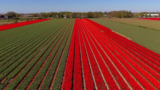 An aerial drone view looking over parallel rows of vibrant red tulip fields stretching toward the horizon, contrasting with adjacent green harvested rows in the Netherlands countryside.