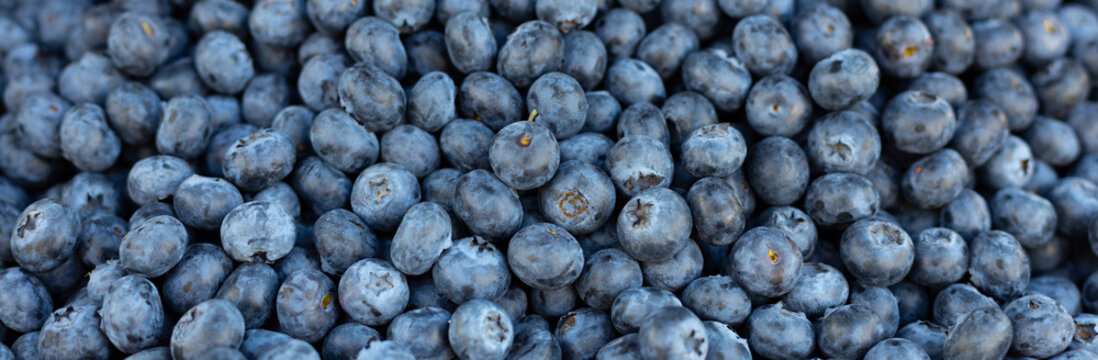  Blueberry berry texture or pattern. Banner. Heap of fresh and raw Blueberries or bilberries, huckleberry background.