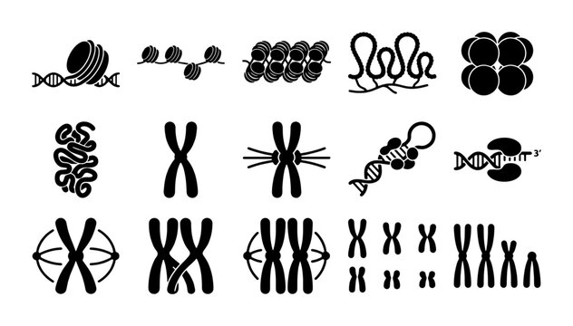 Scientific chromosome and DNA structure icons, 15 genetics vector elements, molecular biology symbols for education and research