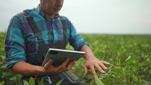 Farmer is working in field, working plants, working using tablet. This man inspects crop, inspects plants, inspects every detail. Technology supports farmer, supports inspection, supports precision.