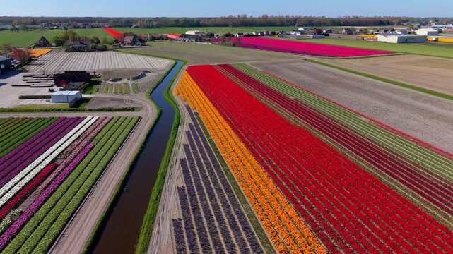 High-angle aerial drone view of multicolored flower fields with red, orange, purple, and white rows divided by a water canal in the Netherlands countryside.