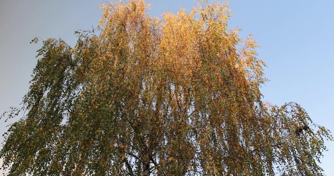 one birch tree against the blue sky during the fall of leaves in the autumn , the foliage is yellow and hangs on the branches of the birch tree, fallen branches