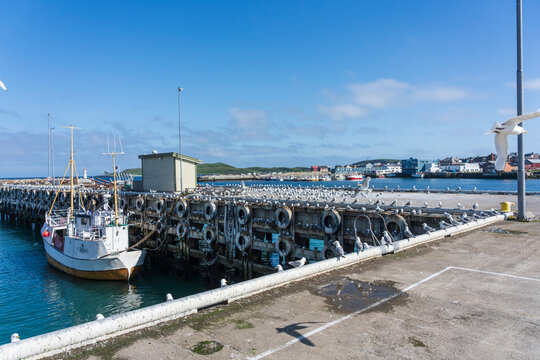 Kittiwakes in Vard&oslash; harbor, Norway