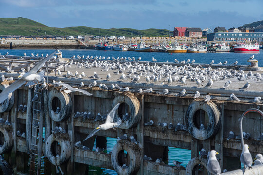 Kittiwakes in Vard&oslash; harbor, Norway