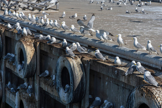 Kittiwakes in Vard&oslash; harbor, Norway