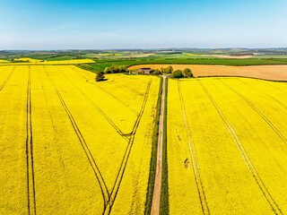Obraz premium Rapeseed fields and Farms over Bere Regis from a drone, Dorset, England