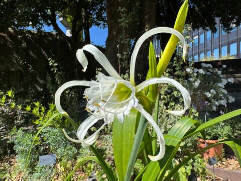 Peruvian Daffodil (Hymenocallis festalis or Hymenocallis x festalis), Spider lily, Basket lily, Sch&ouml;nh&auml;utchen oder Schoenhaeutchen, Spinnenlilie, Ism&egrave;ne ou Lis Araign&eacute;e - Botanical Garden of Zurich
