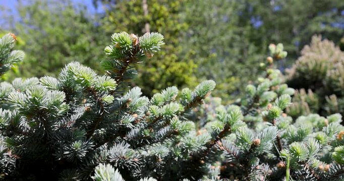 new branches and needles of spruce, the appearance of new shoots with soft needles on a green evergreen spruce in the spring season in sunny weather, tree branch
