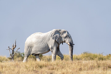 Fototapeta premium White elephant in Etosha, Namibia