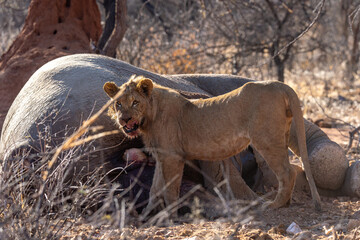 Young lion eating elephant cadaver in Namibia © Marcel Rudolph-Gajda